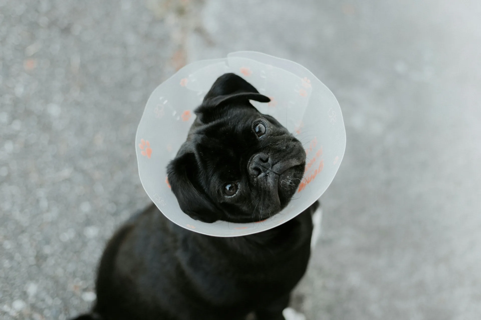 Dog receiving cold laser therapy at Jordan Bay Animal Hospital