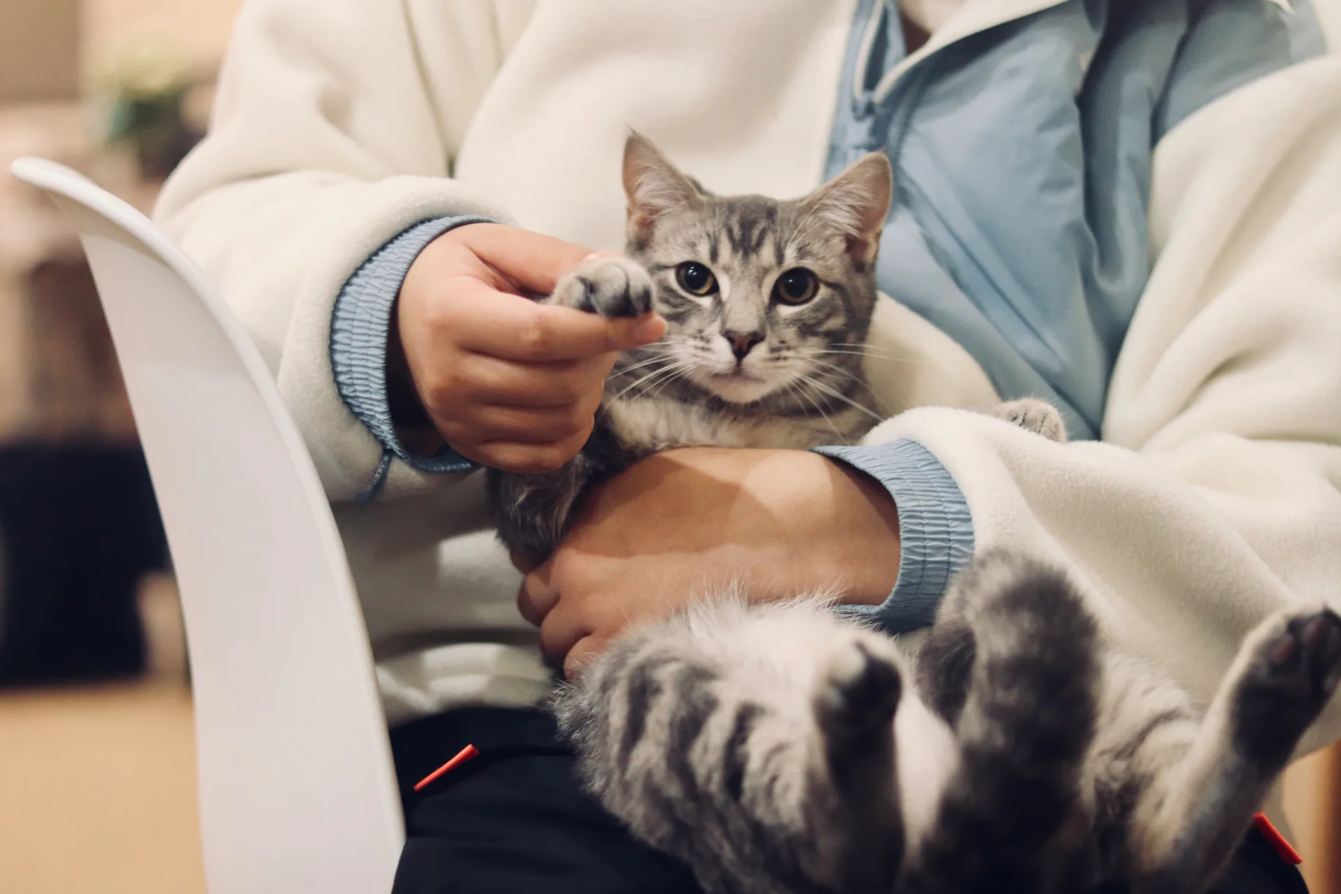 Cat being cared for at Jordan Bay