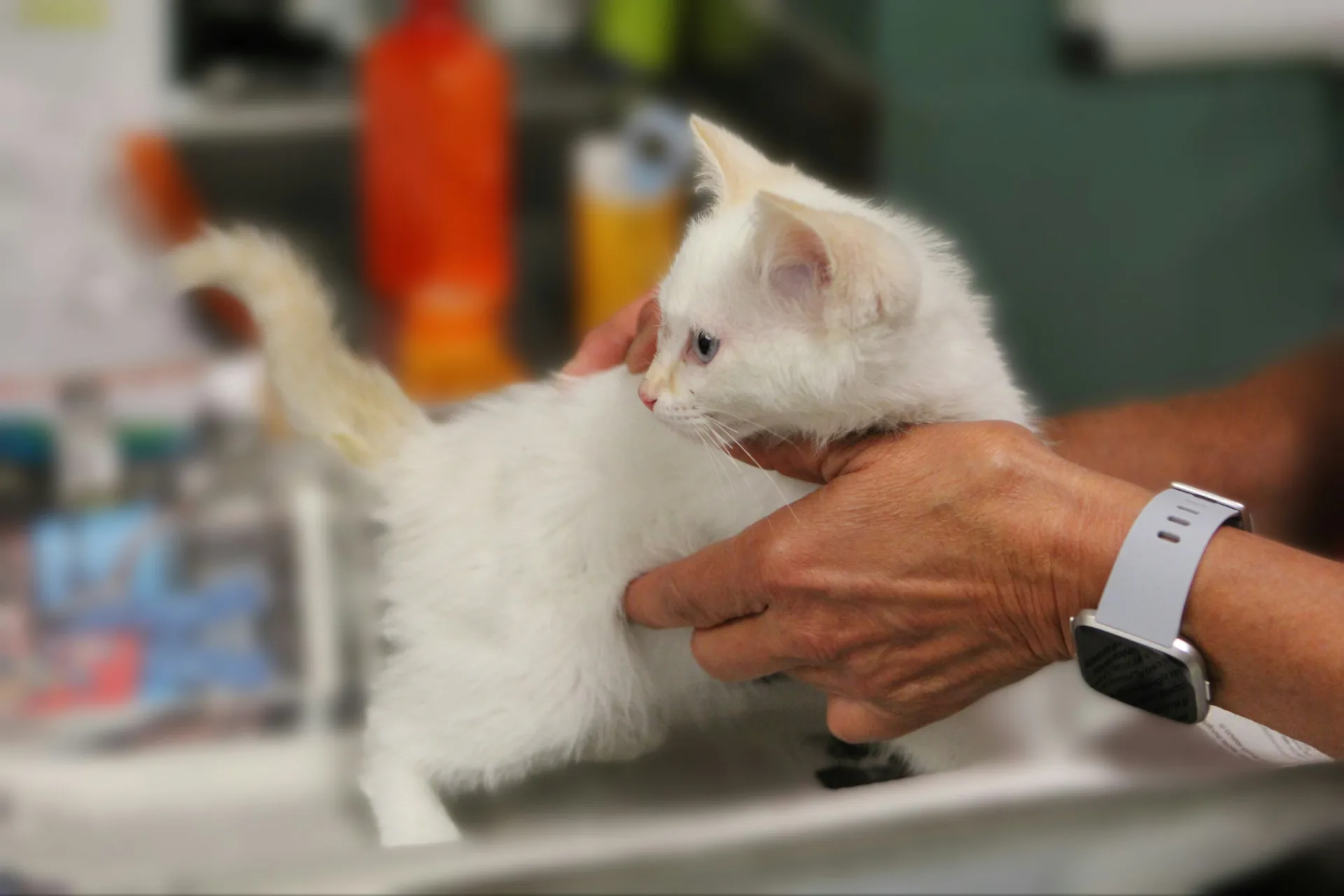 Meg examining a kitten