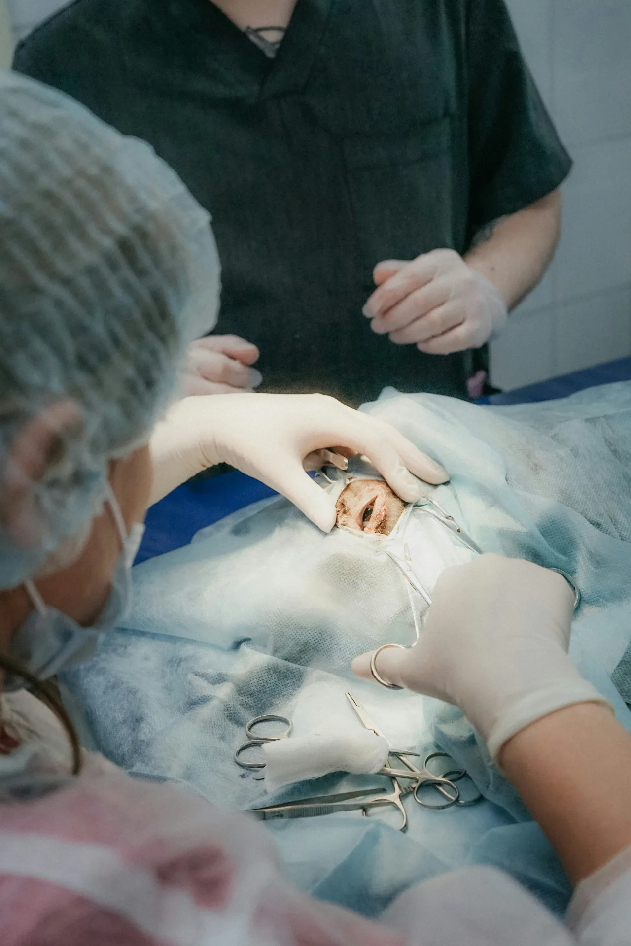 Veterinary surgical procedure at Jordan Bay Animal Hospital