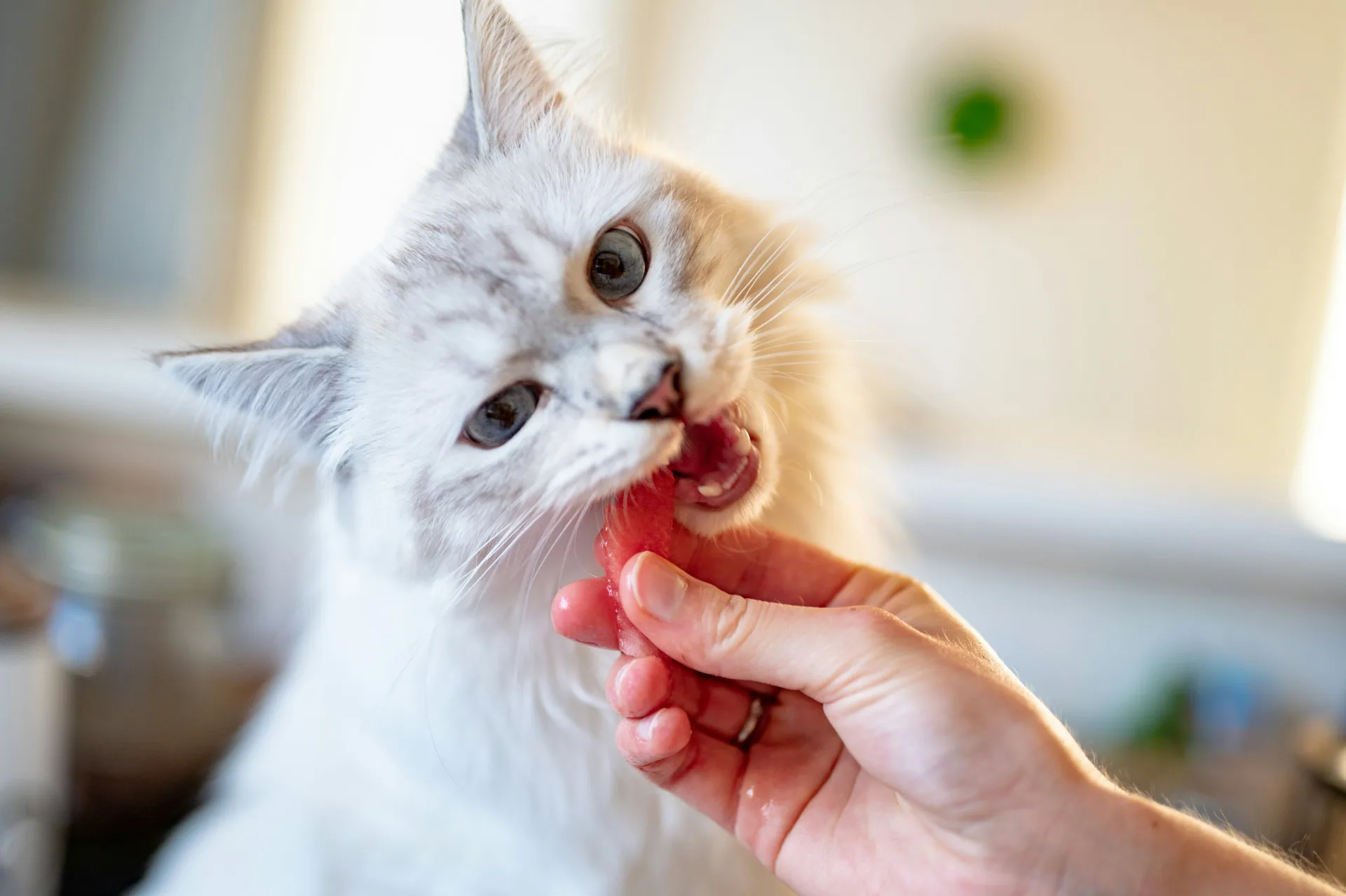 Cat receiving wellness care at Jordan Bay Animal Hospital in Raymond, ME