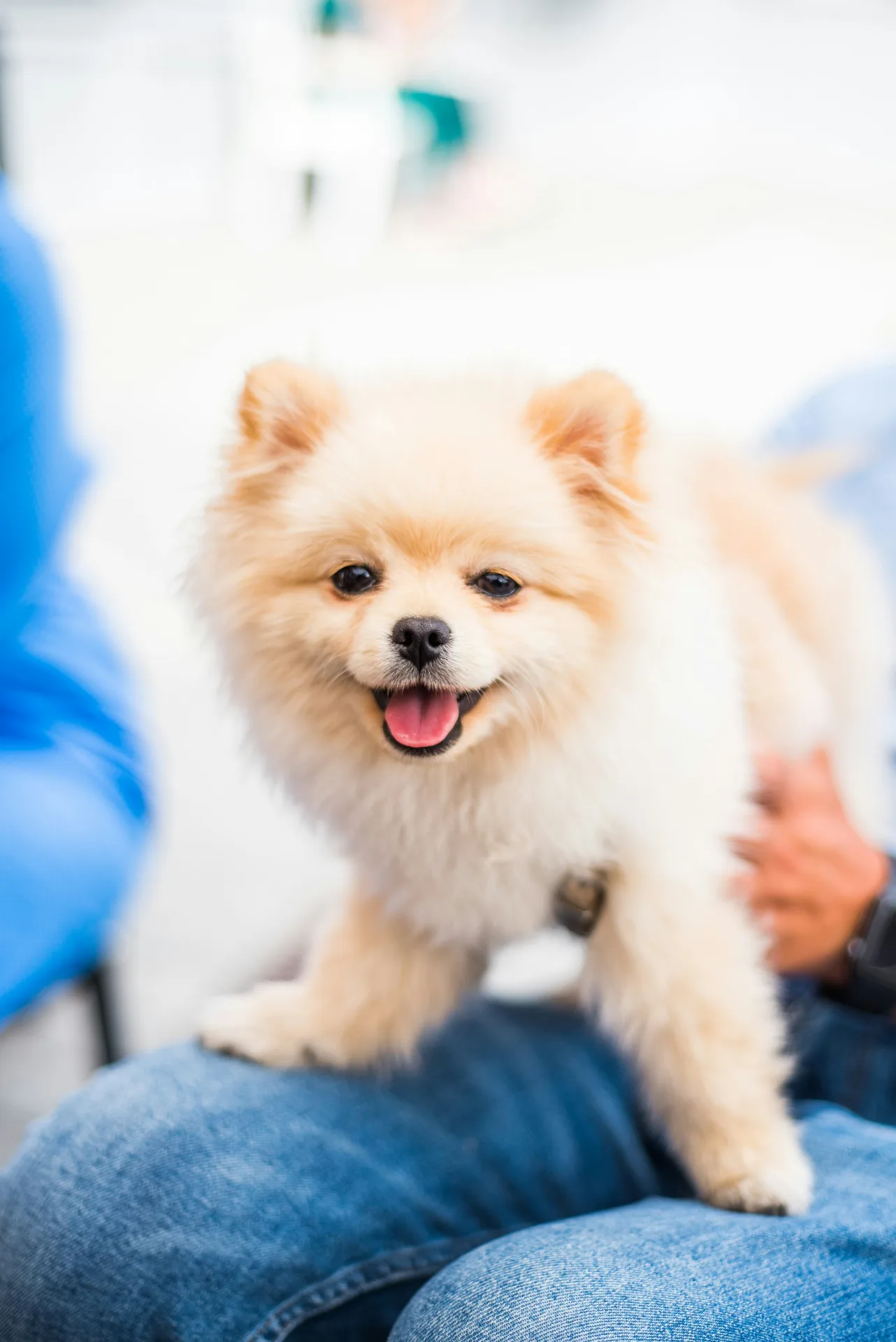 Happy Pomeranian at veterinary visit