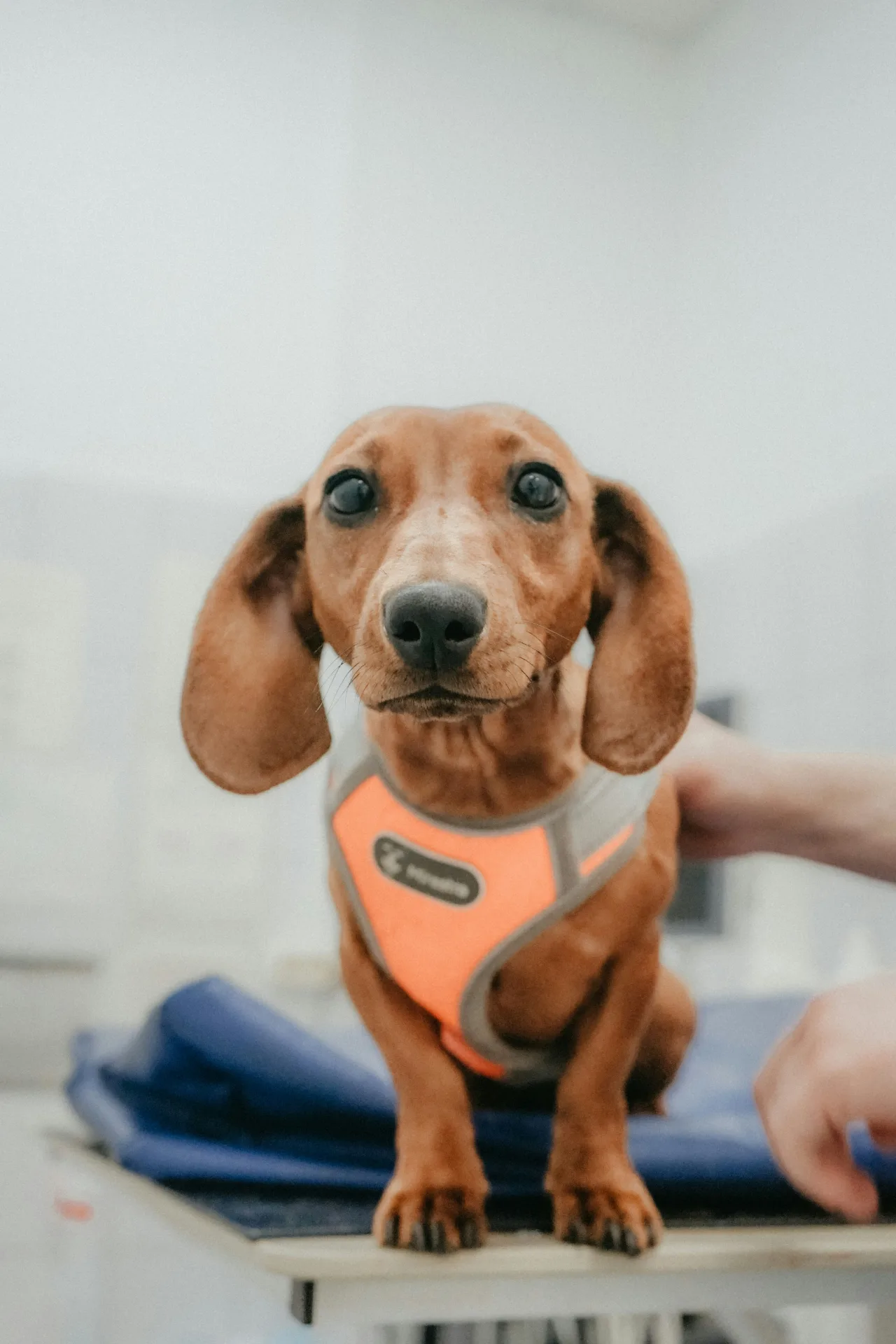 Veterinary care for pets near Standish, ME