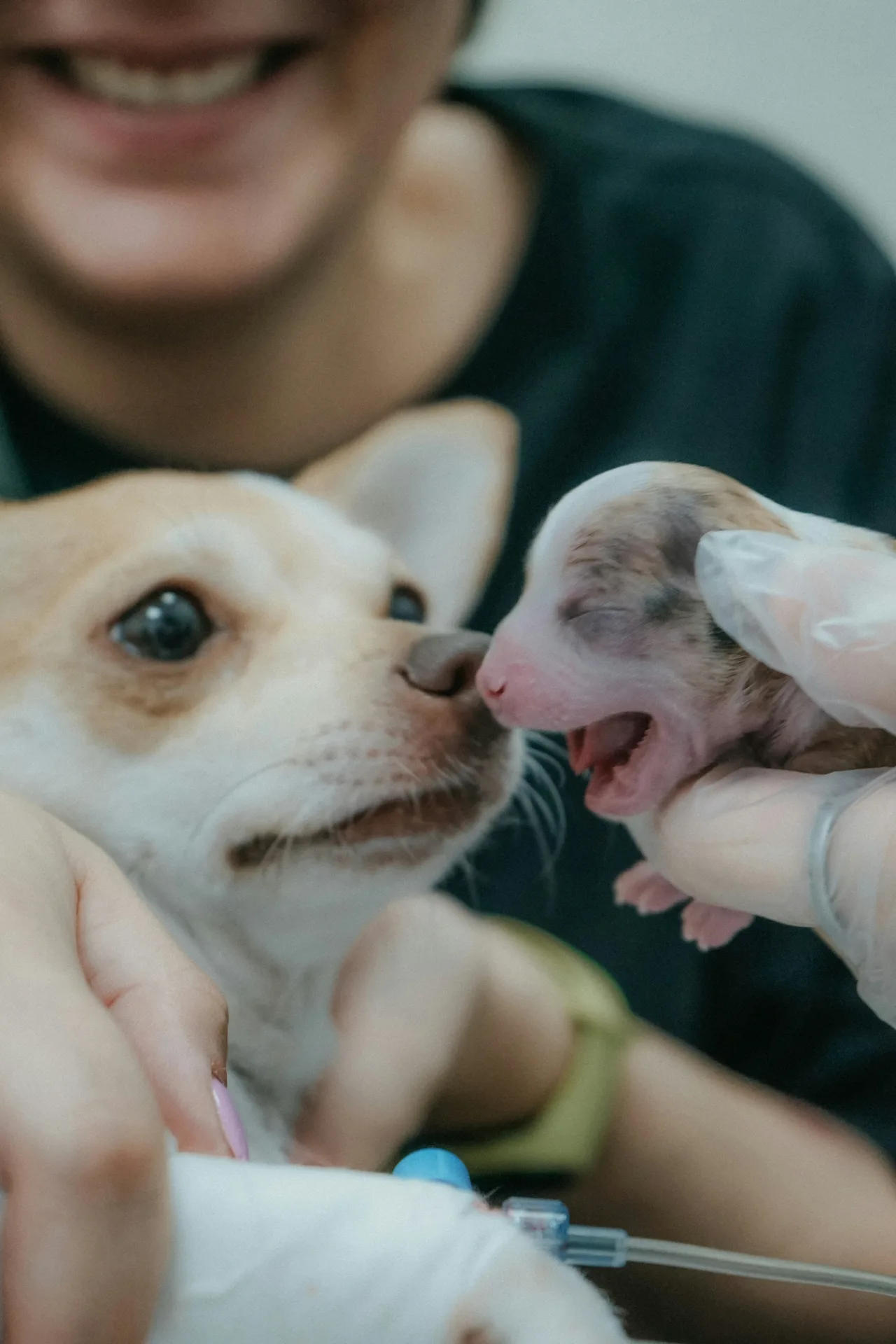 Compassionate veterinary care at Jordan Bay