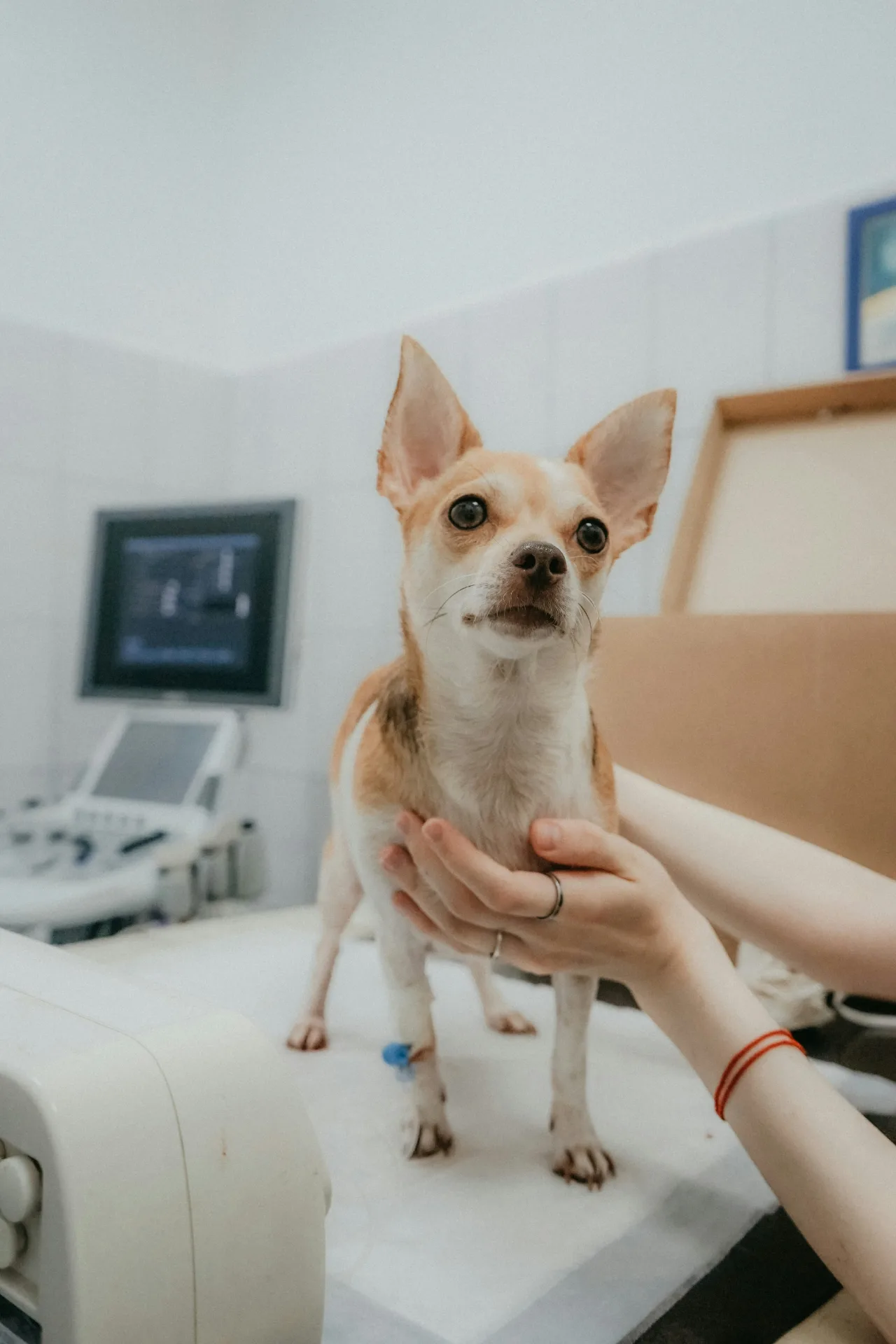 Dog at veterinary pain management consultation at Jordan Bay Animal Hospital