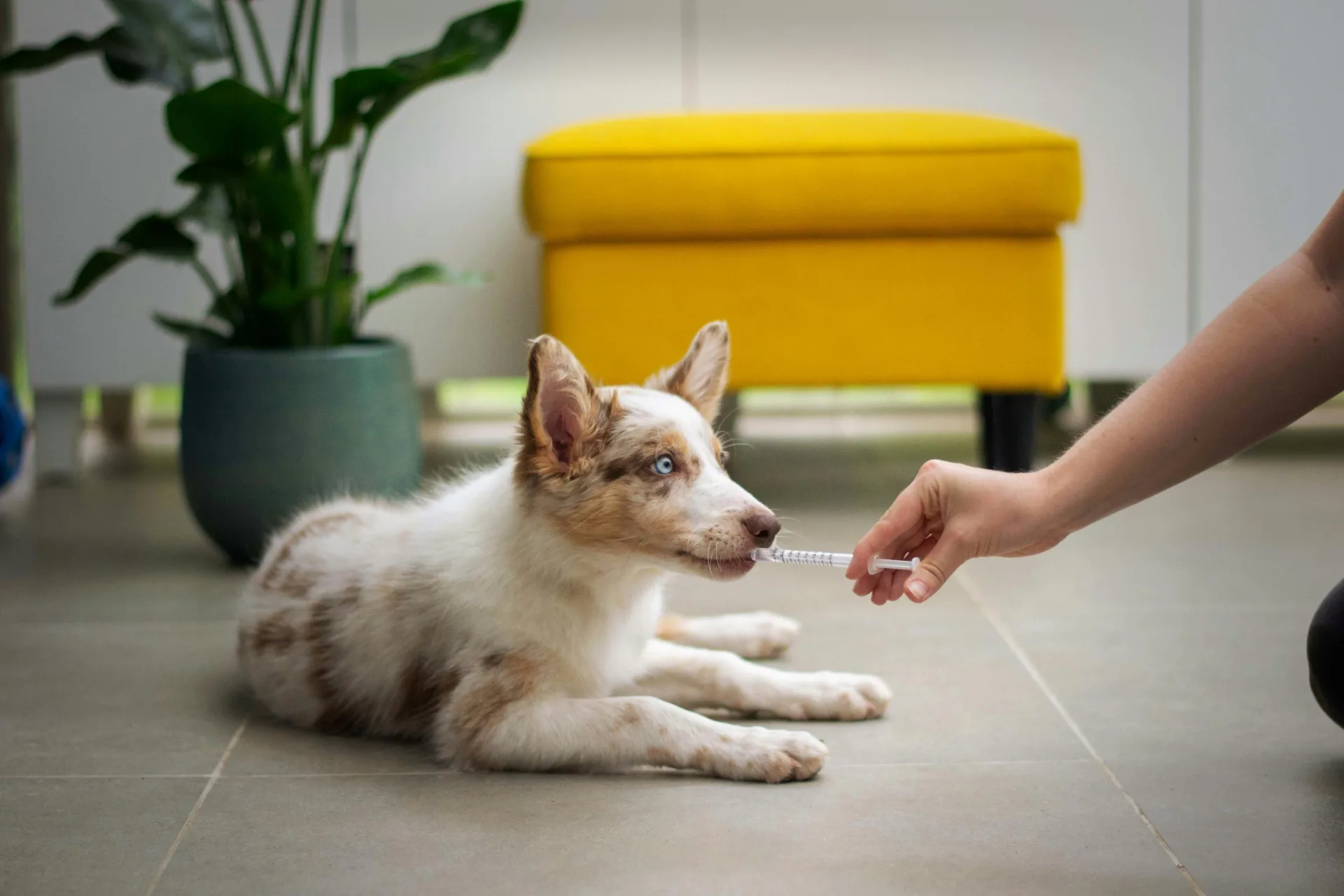 Dog receiving veterinary acupuncture at Jordan Bay Animal Hospital